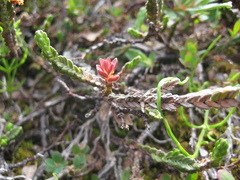 Exobasidium cassiopes