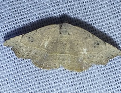 Laspeyria concavata