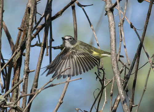 Blue-headed Vireo, photo 7 of 7