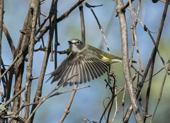 Blue-Headed Vireo photo 5