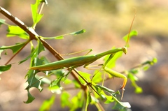Mantis religiosa religiosa