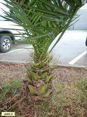 Phoenix canariensis