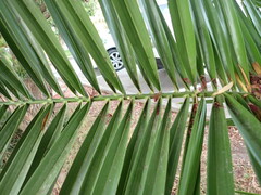 Phoenix canariensis