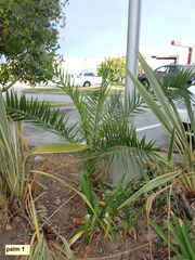 Phoenix canariensis