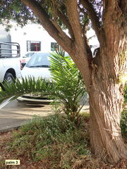 Phoenix canariensis