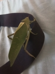 Stilpnochlora azteca