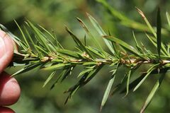 Cliffortia strobilifera