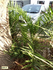 Phoenix canariensis