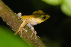 Polypedates otilophus