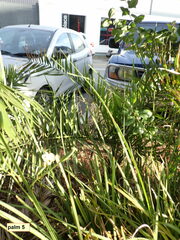 Phoenix canariensis
