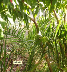 Phoenix canariensis
