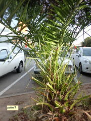 Phoenix canariensis