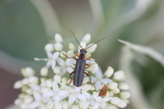 Cantharis