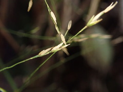 Poa sandvicensis