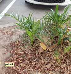 Phoenix canariensis