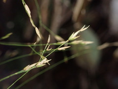 Poa sandvicensis