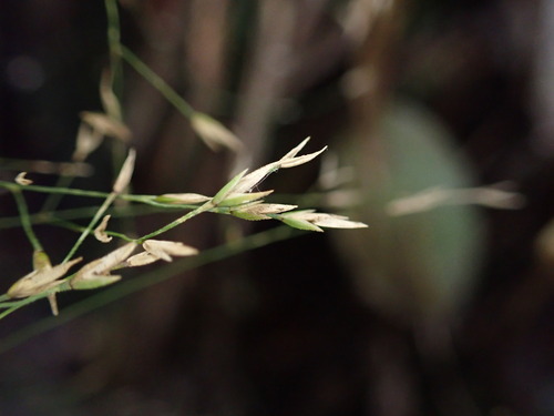 Poa sandvicensis