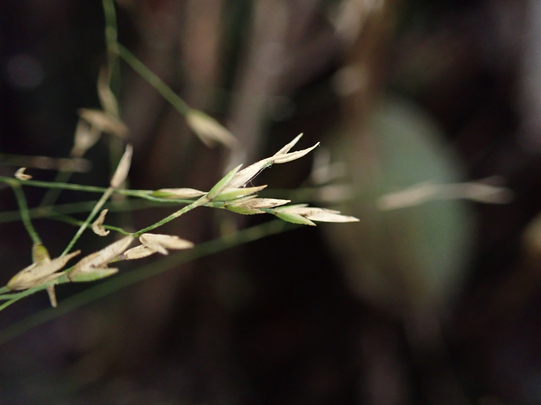 Poa sandvicensis