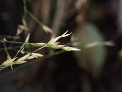 Poa sandvicensis