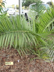 Phoenix canariensis