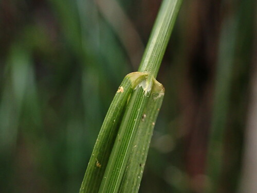 Poa sandvicensis observed 2022-12-02