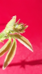 Desmodium scorpiurus