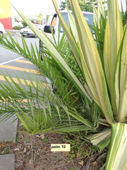 Phoenix canariensis