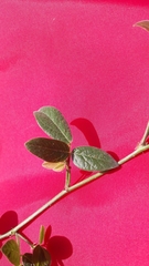 Desmodium scorpiurus