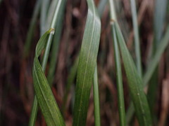 Poa sandvicensis