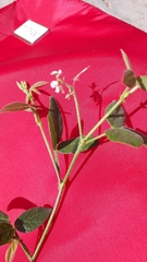 Desmodium scorpiurus