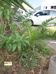 Phoenix canariensis