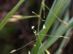 Poa sandvicensis