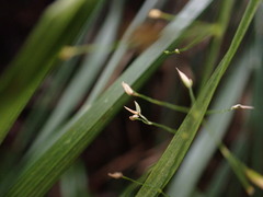 Poa sandvicensis