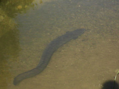 Anguilla dieffenbachii