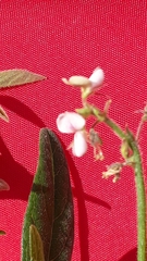 Desmodium scorpiurus