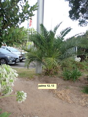Phoenix canariensis