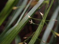 Poa sandvicensis
