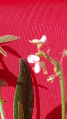 Desmodium scorpiurus