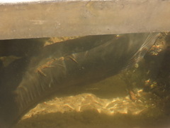 Anguilla dieffenbachii