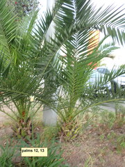 Phoenix canariensis