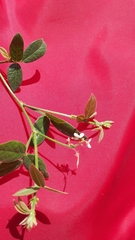 Desmodium scorpiurus