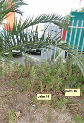 Phoenix canariensis