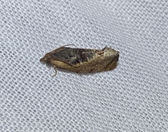 Cryptophlebia ombrodelta