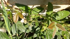 Desmodium scorpiurus