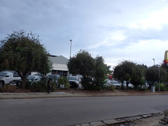 Phoenix canariensis