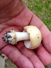 Amanita pubescens