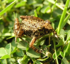 Phrynobatrachus tokba