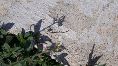 Desmodium scorpiurus