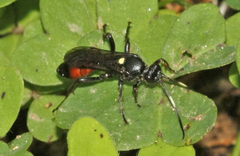 Ctenichneumon
