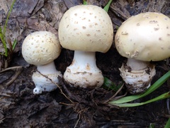 Amanita pubescens